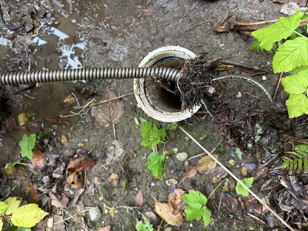 A drain snake pulling a large mass of tree roots from a white pipe in muddy ground