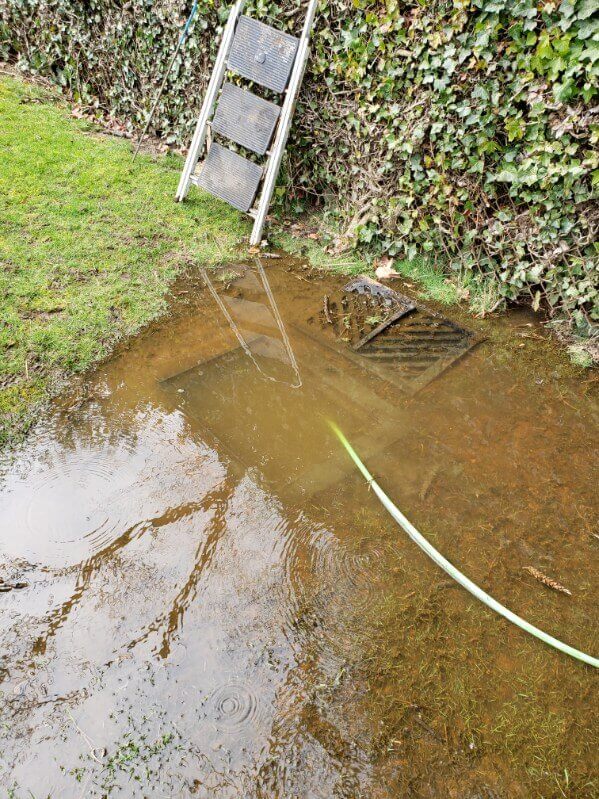 A grassy yard flooded with murky water next to an ivy wall