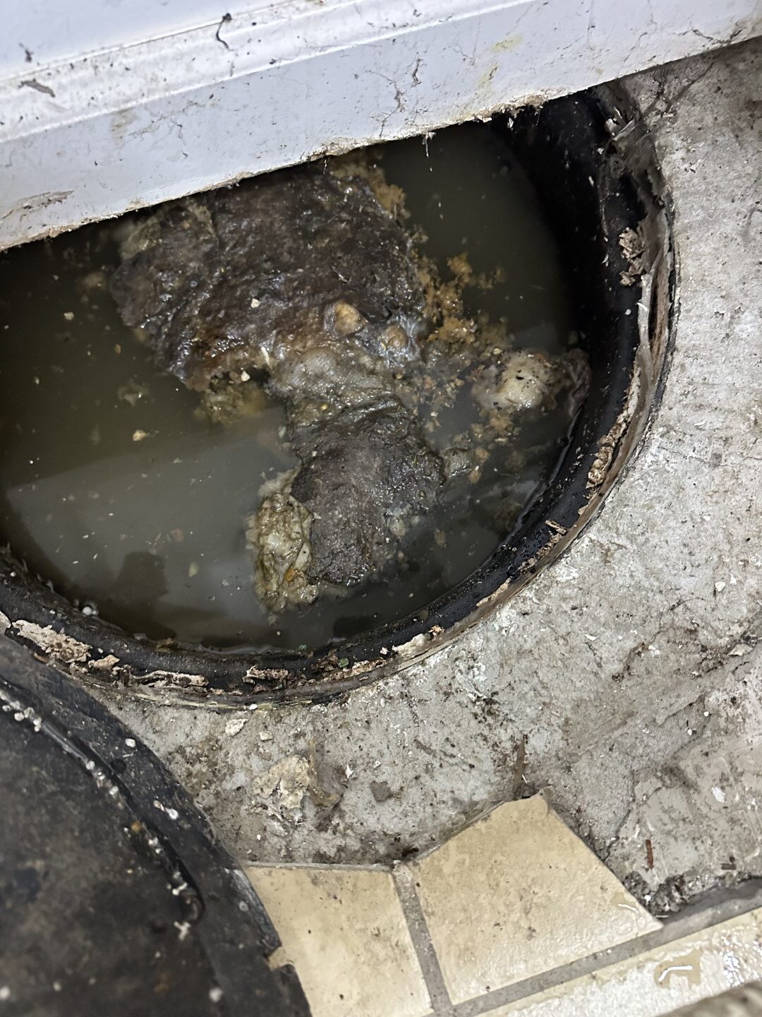 drain cleaning seattle