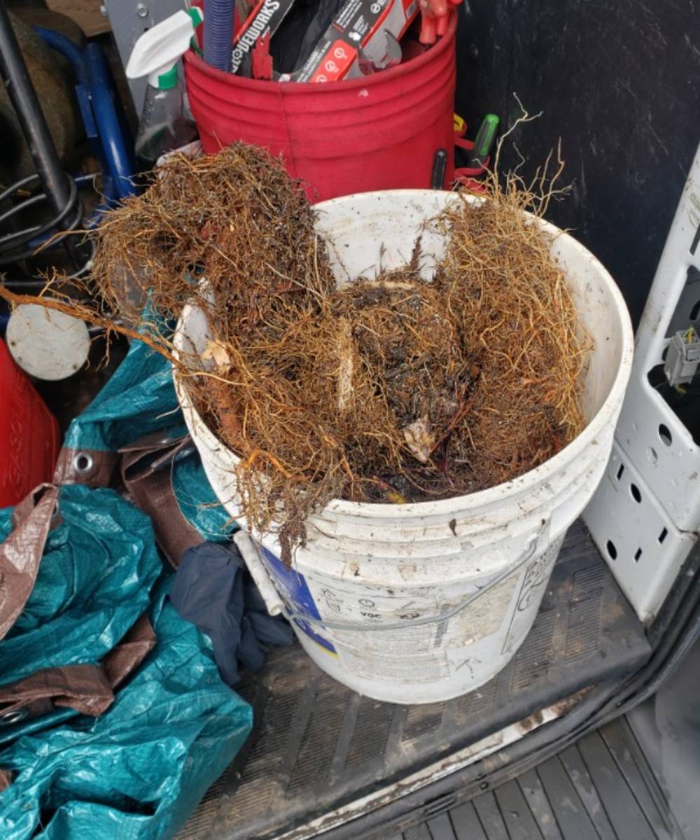 drain cleaning snohomish