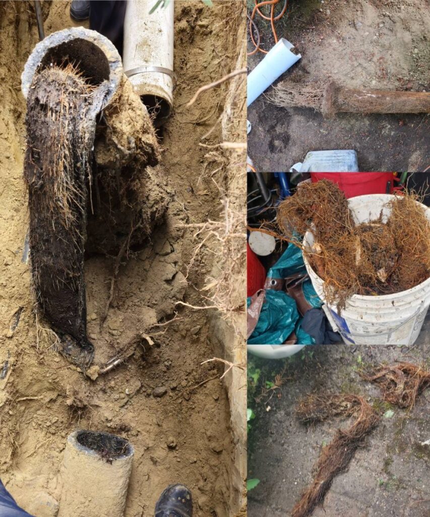 Tree roots damaging sewer line
